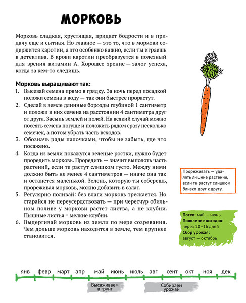 Сколько растет морковь. Схема защиты моркови. Морковь хруста. Сажаем морковку надо поливать. Алгоритм посадки моркови.