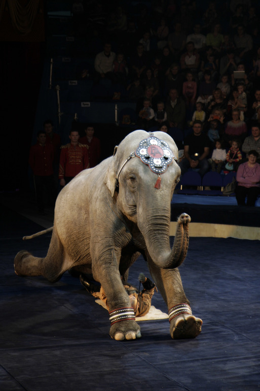 Цирк огромных зверей в Сокольниках. Отзыв)))