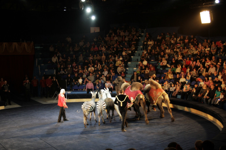 Цирк огромных зверей в Сокольниках. Отзыв)))