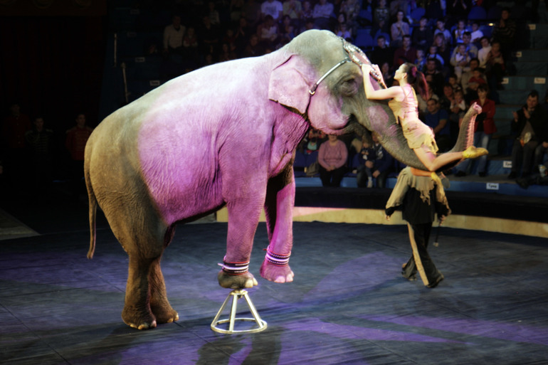 Цирк огромных зверей в Сокольниках. Отзыв)))