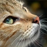 Вот и моя счастливая лягушечка прискакала!