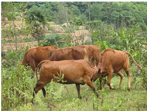 Кошелек из натуральной кожи, цена 950 руб! Сразу на ваш адрес!
