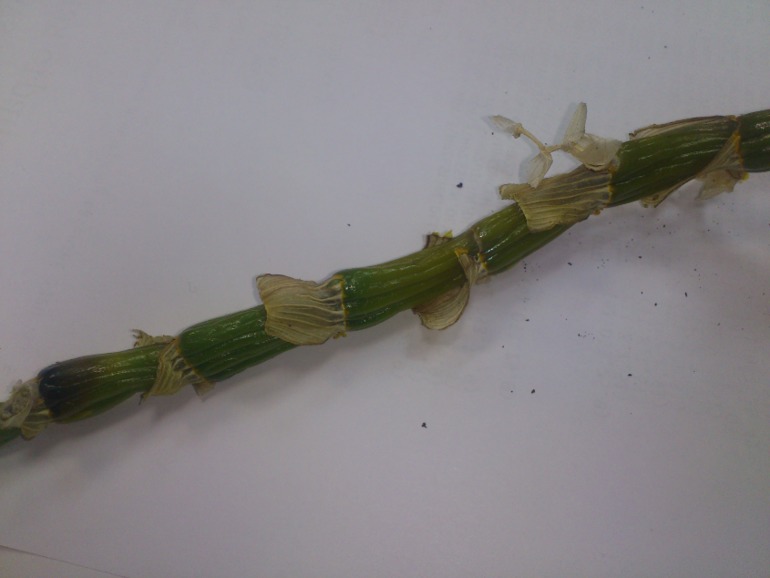 Пациент скорее жив или...(дендробиум)