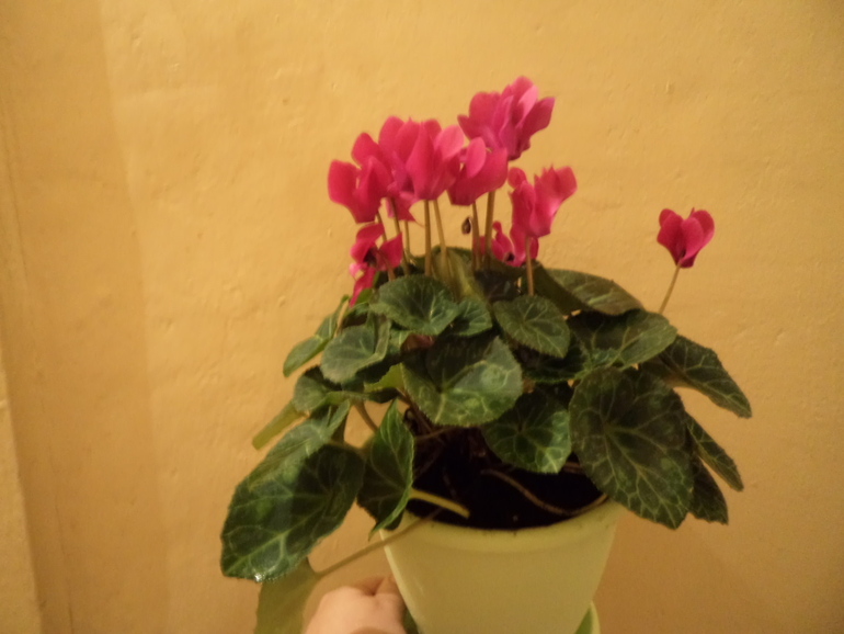 Мои новички!!!