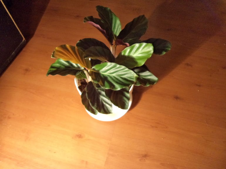 Мои жильцы!!!