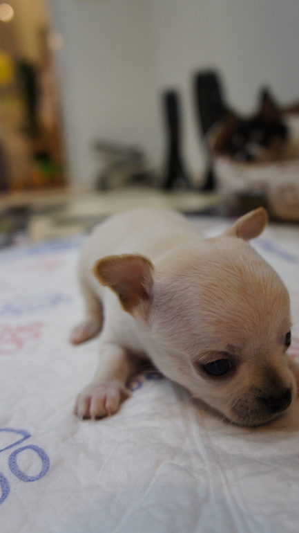 через 3 дня месяц)