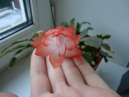 Цветет любимый декабрист