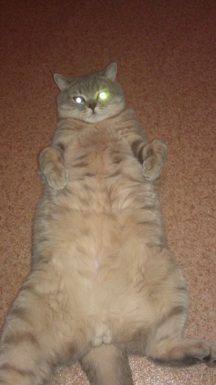 Моя любимая живность..)))