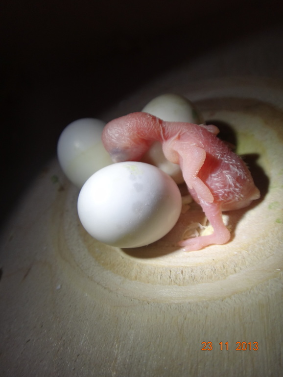 Наш ребенок :)