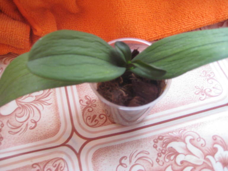 Нужен совет бывалых