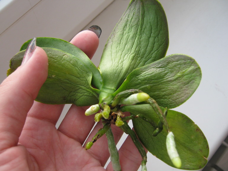 моя многострадалица меня удивила!