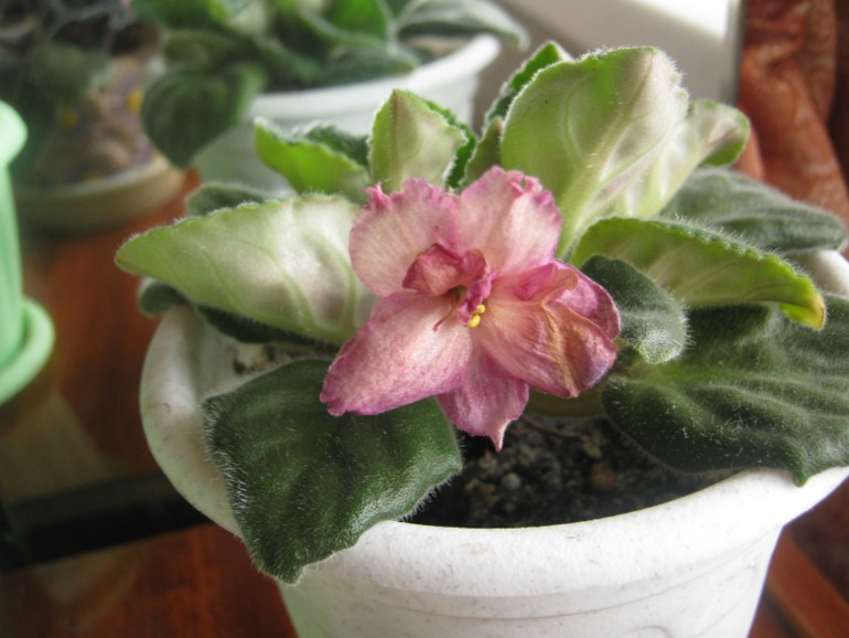 Девочки- фиалководы с опытом подскажите?