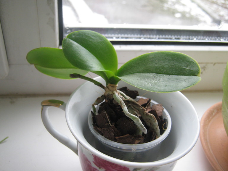 моя многострадалица меня удивила!