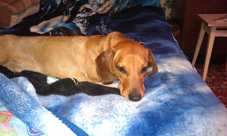 НАЙДЕНА СОБАКА!