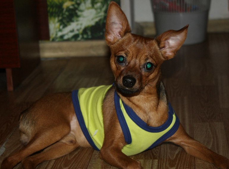 Пропала собака