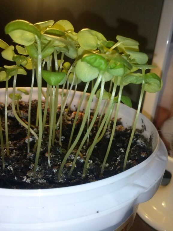 Базилик, быть или не быть(((