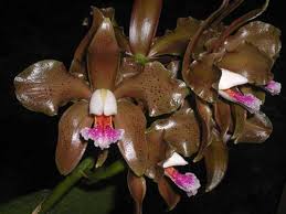 как бы я хотела каждую из таких...