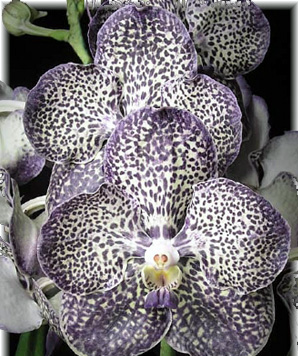 как бы я хотела каждую из таких...