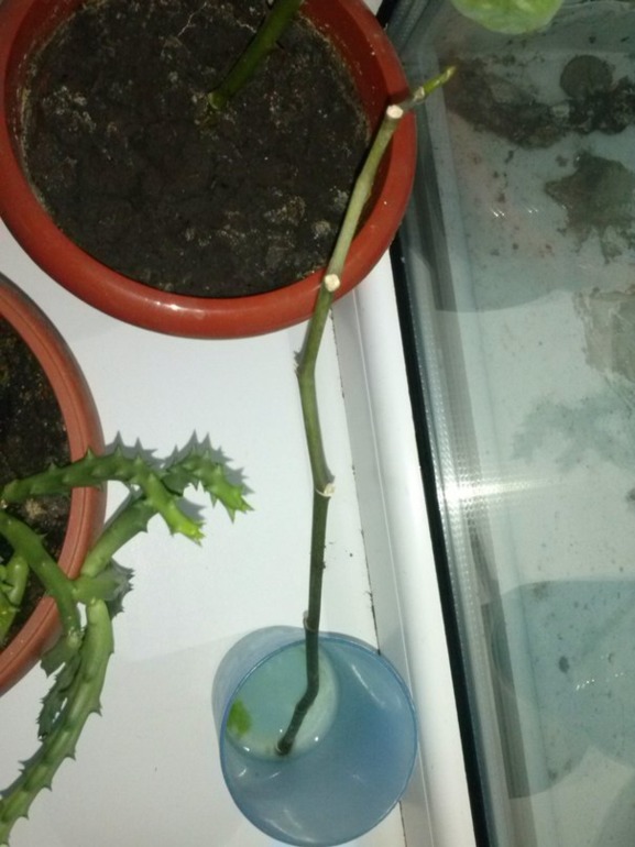 Палочки от орхи