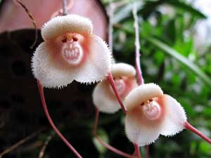 как бы я хотела каждую из таких...