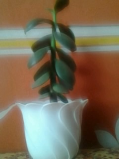 Денежное дерево ... что сделать , чтобы расло вширь ???