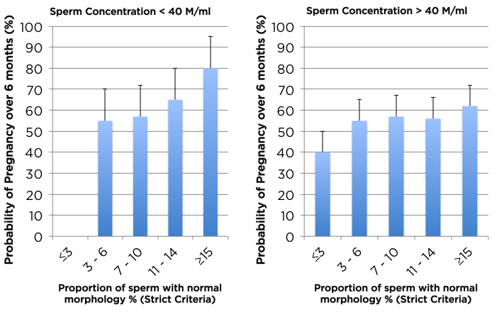 Морфология сперматозоидов — как улучшить показатели?