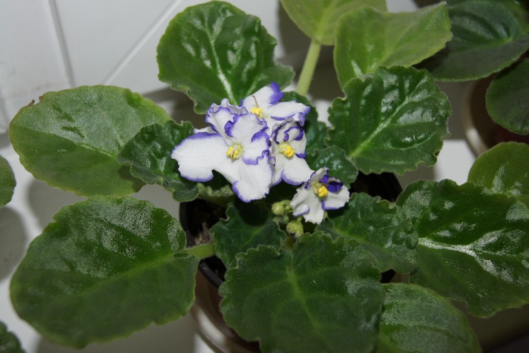 Мои фиалочки