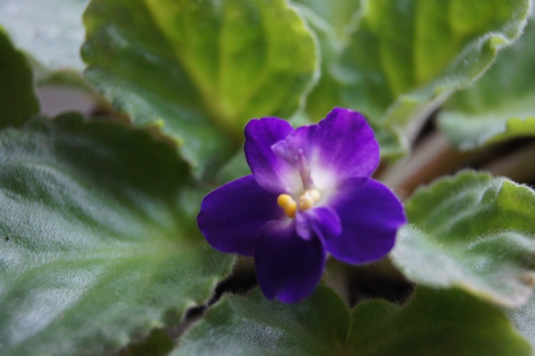 Мои фиалочки