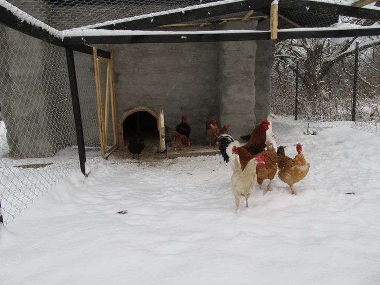 Наша живность