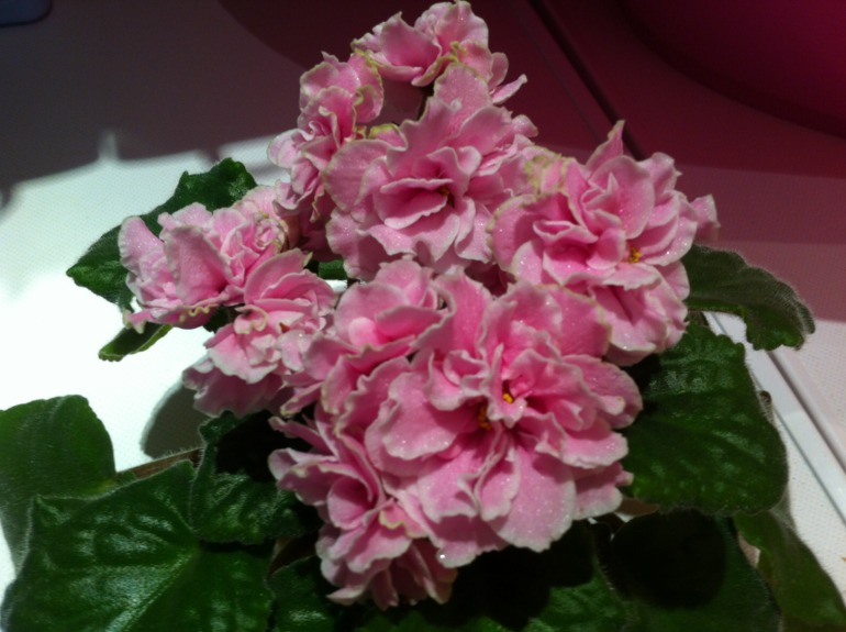 Спасение фиалки)