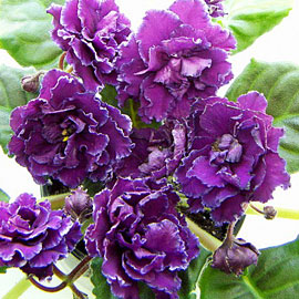 Девочки, заберите СРОЧНО!! СЕГОДНЯ детки и листики фиалок. Бабушкинская