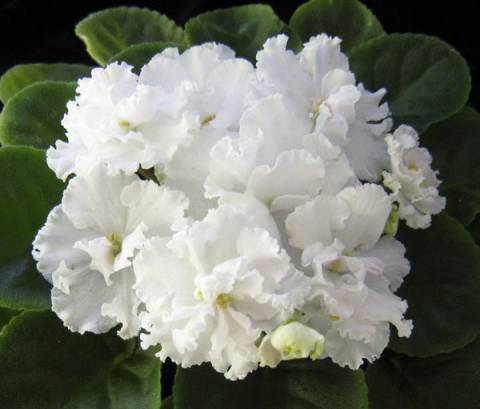 Продам детки от фиалок. Бабушкинская