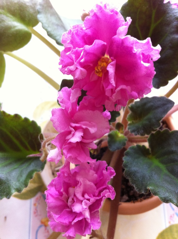 Цветут мои фиалочки.