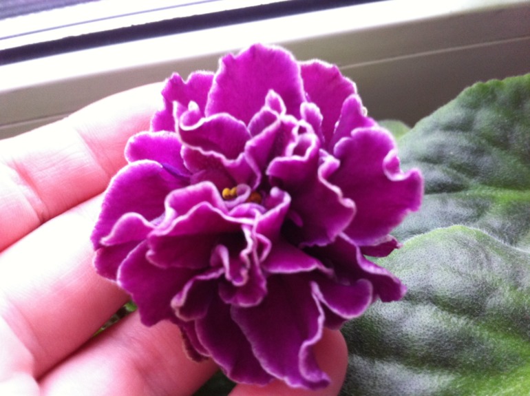 Цветут мои фиалочки.