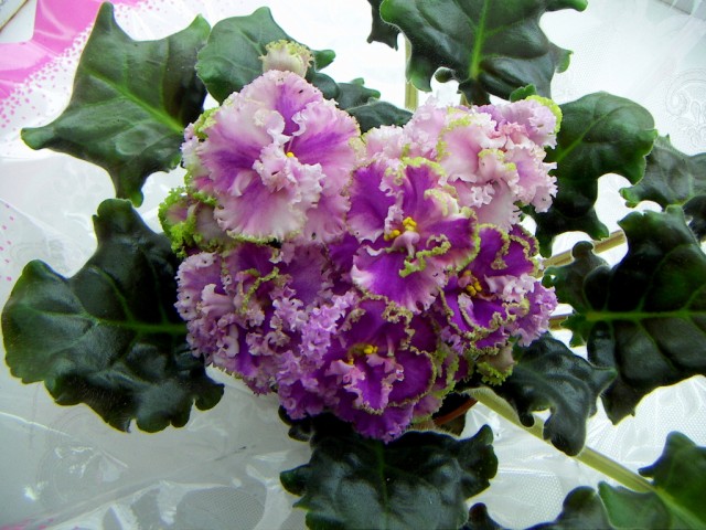 Продам детки от фиалок. Бабушкинская