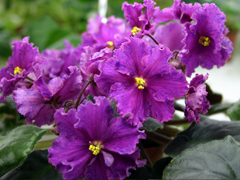 Продам детки от фиалок. Бабушкинская