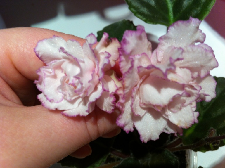 Цветут мои фиалочки.