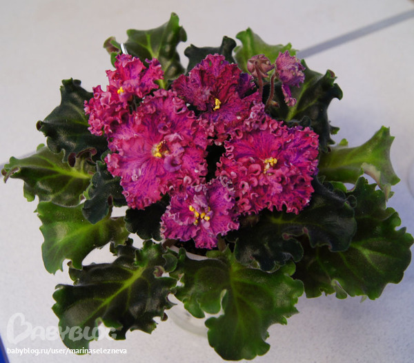 Продам детки от фиалок. Бабушкинская