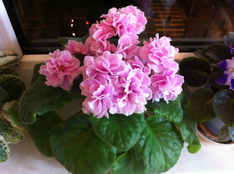 Спасение фиалки)