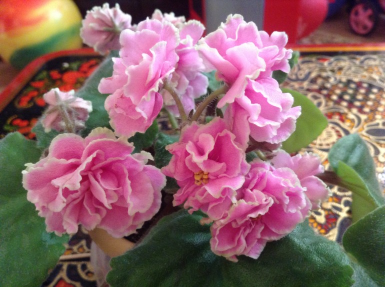 Цветут мои фиалочки.