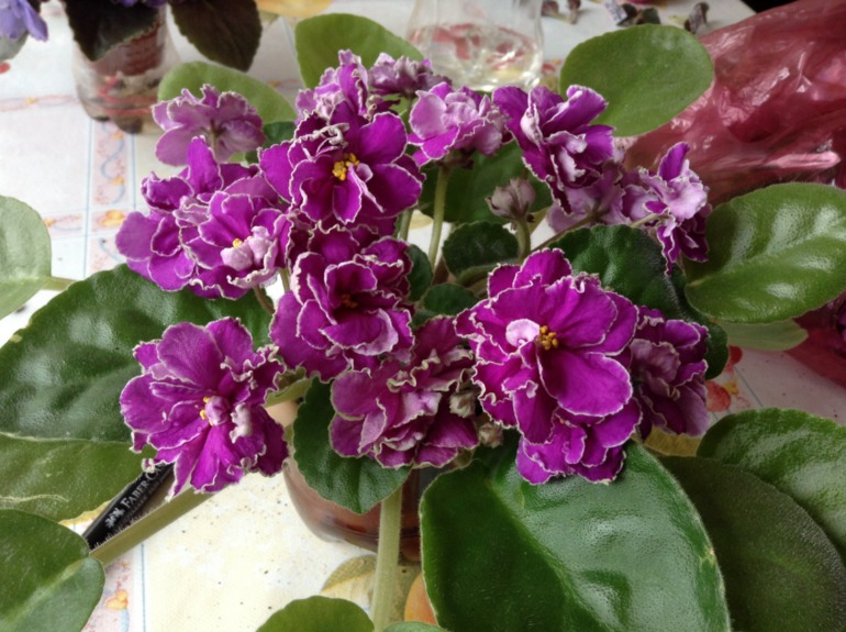 Цветут мои фиалочки.