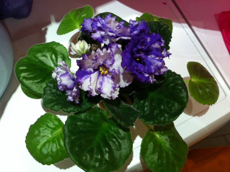 Необычное цветение Arctic Frost. Делюсь радостью.)))