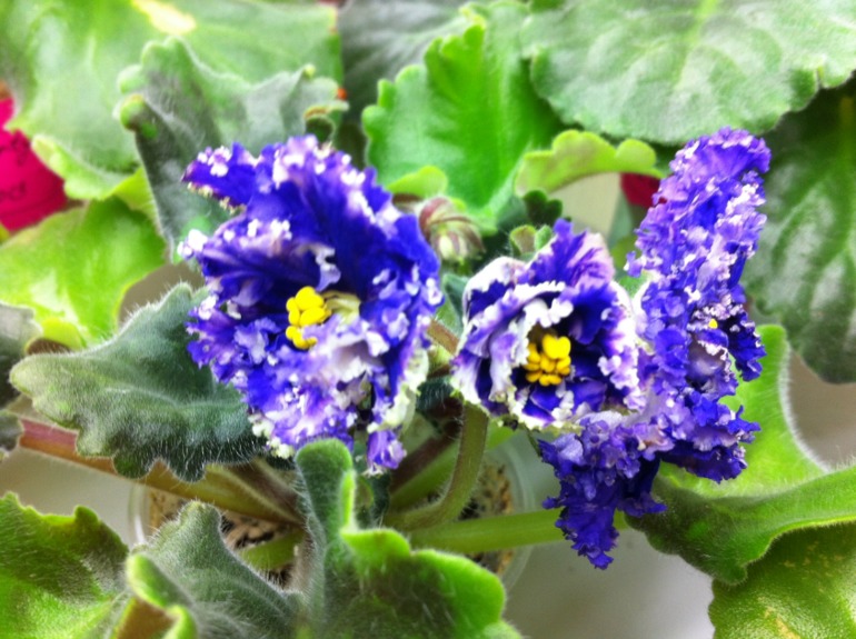 Цветут мои фиалочки.