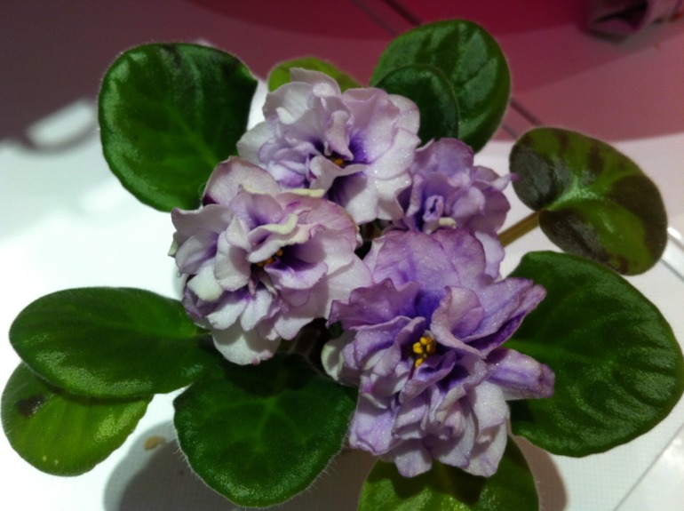 Цветут мои фиалочки.