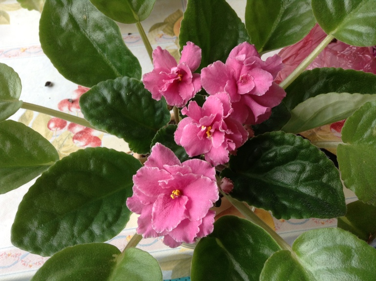 Цветут мои фиалочки.