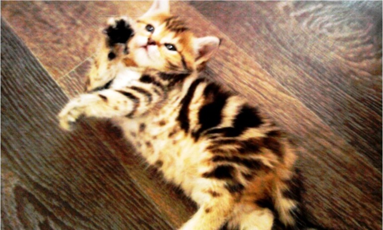 Наша котофея)))