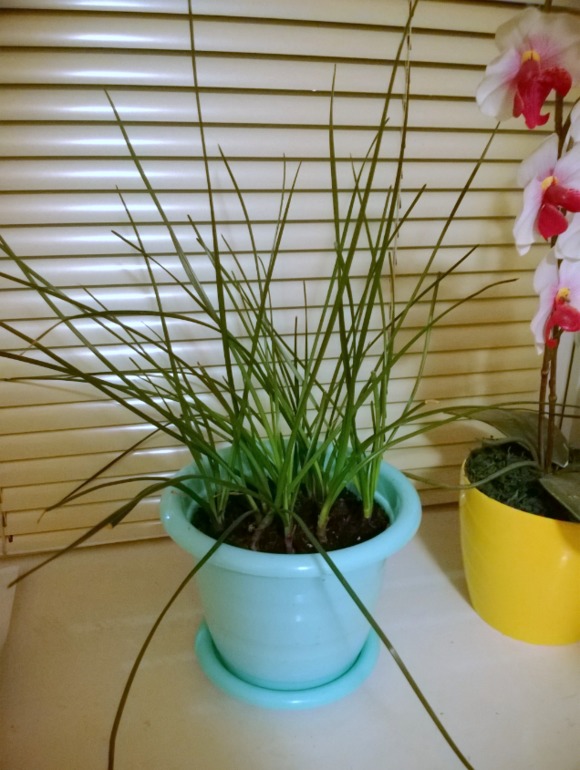 Помогите опознать, пожалуйста!