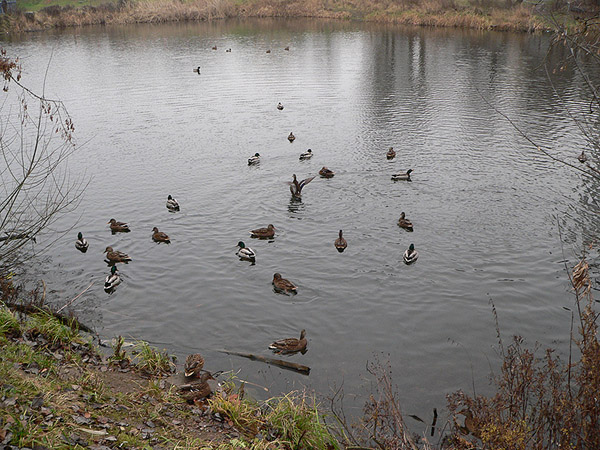 На прогулке (фото)