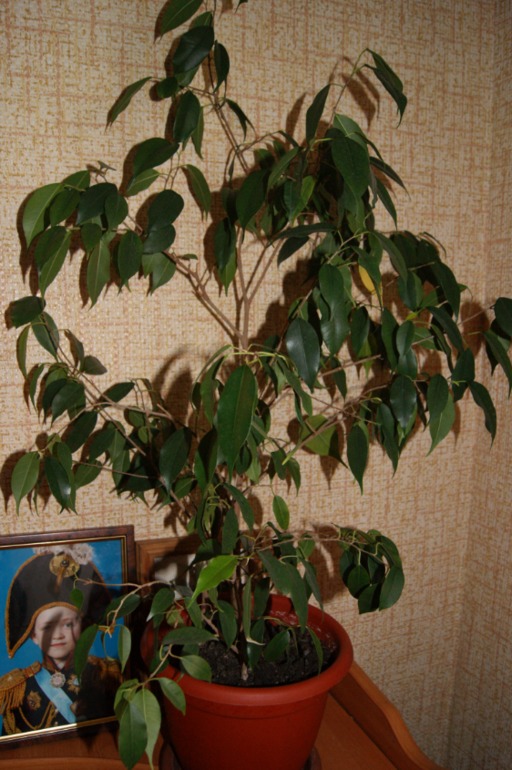 Мои любимки))