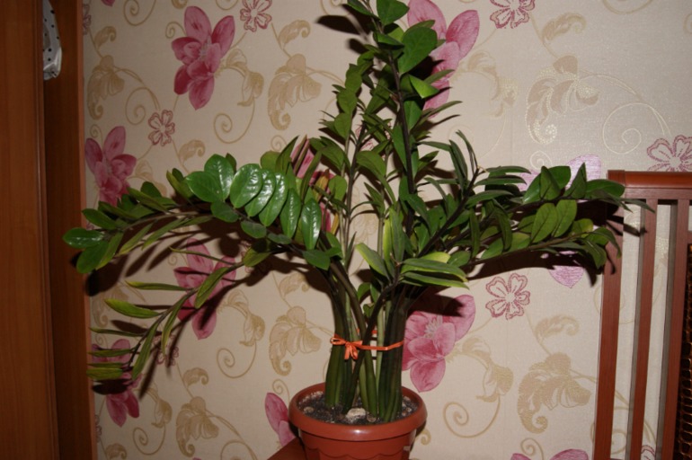 Мои любимки))